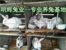 山西太原肉兔养殖需要的设施 种兔报价