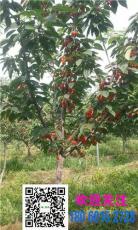巴西樱桃苗种植批发 性价比高山瓜瓜