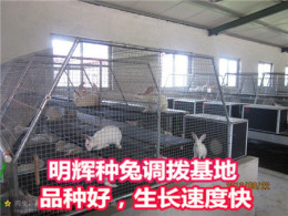 开办肉兔养殖场需要的成本 伊拉肉兔养殖