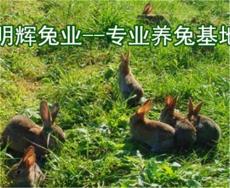 临汾哪里有肉兔养殖场 山西临汾兔子价格