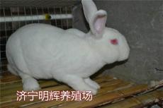 陕西榆林哪里有大型的伊拉肉兔养殖场