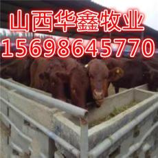 云南肉牛养殖基地 肉牛价格