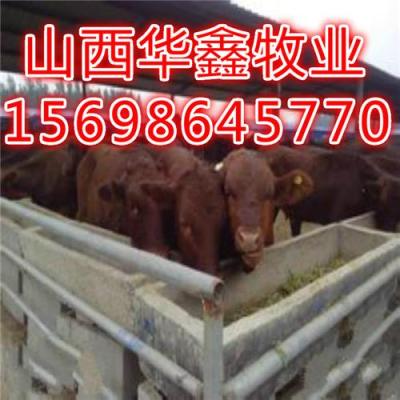 云南肉牛养殖基地 肉牛价格