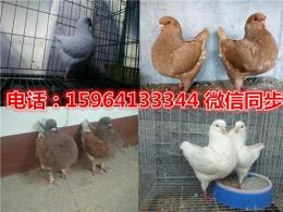 紅色普通元寶鴿價格元寶鴿廠家