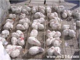江西百民兔业养殖基地比利时杂交野兔价格