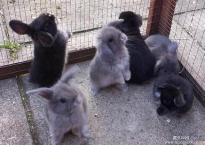 江西百民兔业养殖基地比利时杂交野兔价格
