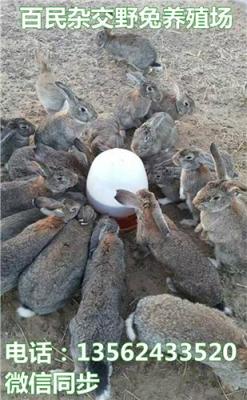 辽宁兔子价格阜新种兔场沈阳獭兔养殖