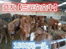养殖肉牛多久能够出栏小牛犊去哪买