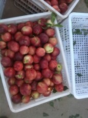 油桃左右13油桃行情陕西左右12油桃批发价格