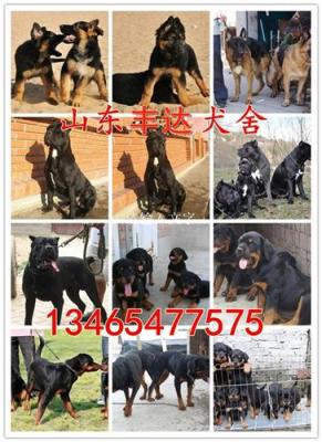商洛哪里有賣杜高幼犬的多少錢一條