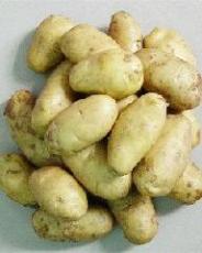 内蒙土豆种子价格