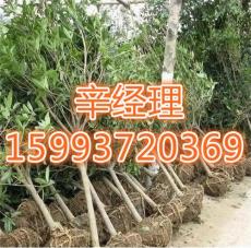靈寶哪里有小葉女貞/香花槐最新報(bào)價(jià)