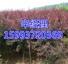 登封四公分杏樹苗/青桐最新價(jià)格