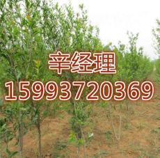 禹州哪里買刺槐/櫻花多少錢