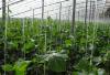 蔬菜温室大棚建设时安装防虫网的优势