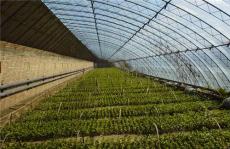 用钢架温室大棚建设种植蔬菜的好处