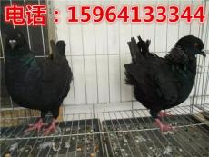 陕西红色元宝鸽图片成年元宝鸽多少钱