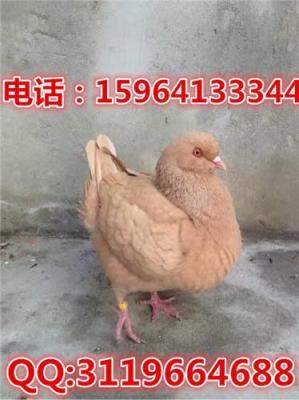 安徽精品元寶鴿圖片元寶鴿吧