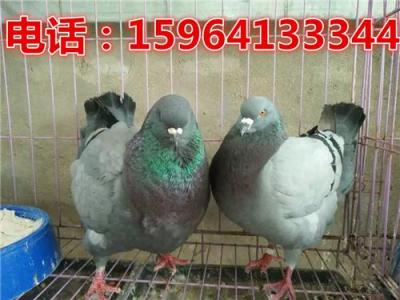 安徽精品元寶鴿圖片元寶鴿吧