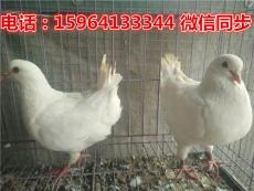 广州市场元宝鸽价格元宝鸽图片