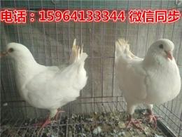 广州市场元宝鸽价格元宝鸽图片