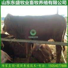 利木贊牛多少錢一頭/沒經驗養殖利木贊牛嗎