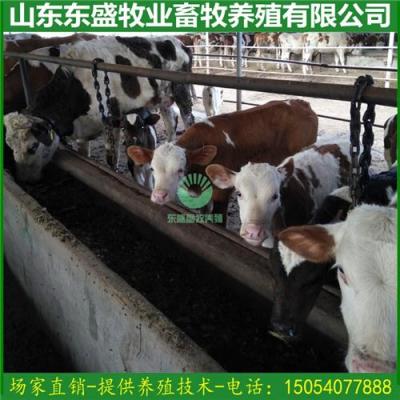 利木贊牛多少錢一頭/沒經(jīng)驗(yàn)養(yǎng)殖利木贊牛嗎