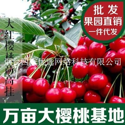 煙臺大櫻桃批發(fā)