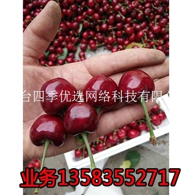 煙臺大櫻桃批發(fā)