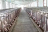 河南猪粪有机肥生产线厂家-通达重工