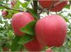 M9T337矮化苹果苗的种类区分