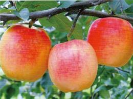 M26矮化苹果苗种植的深度要求