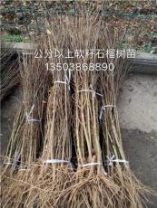 石榴树种植方法