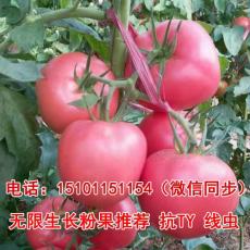 优质番茄种子 大粉果西红柿种子 番茄种子