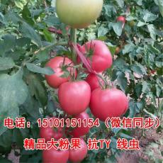 越夏进口番茄种子 西红柿种子 抗病耐裂