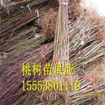晚熟桃苗生產(chǎn)廠家 映霜紅桃苗批發(fā)價(jià)格