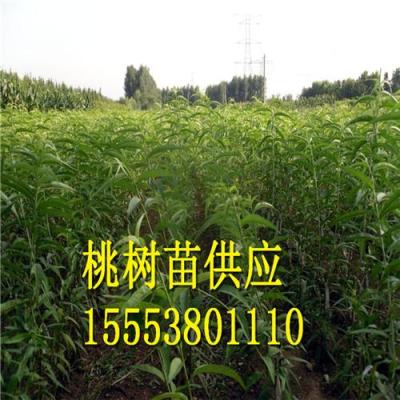 晚熟桃苗生產(chǎn)廠家 映霜紅桃苗批發(fā)價(jià)格