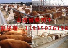 甘肃最大的牲畜交易市场欢迎你