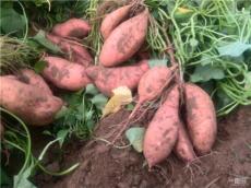 龙薯9红薯种子种苗价格最低