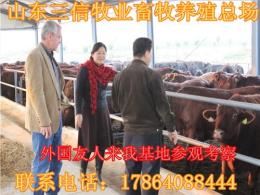 山东最大的肉牛养殖场