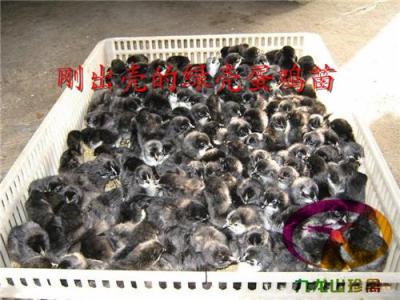 貴州遵義綠殼蛋雞苗-凱里綠殼蛋雞苗-貴陽