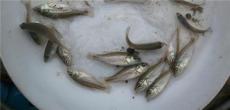 贵港加洲鲈鱼苗价格 明辉水产