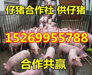 山東仔豬哪里的便宜