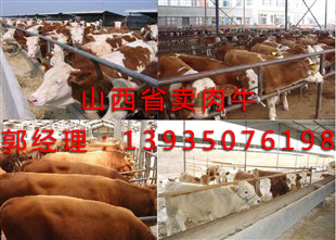 大同大型肉牛場歡迎你