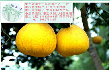 重庆梁平柚子 重庆特产 梁平柚子的成熟时期