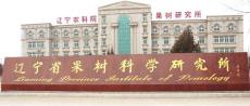 出售辽宁山丁种子 辽宁樱桃种子 价格便宜