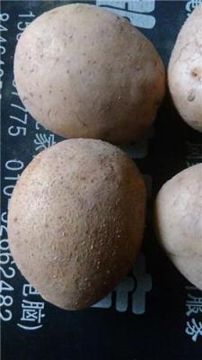 高产土豆种子266