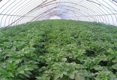 高产土豆种子266