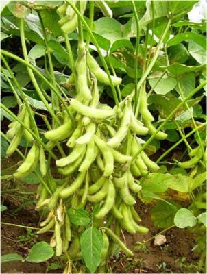 黄豆种子购买大豆最新品种大豆10号种子供应