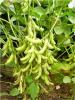 33大豆种子 优质高产抗逆耐涝抗病虫害豆种